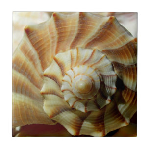 Lightning Whelk Square Ceramic Tile