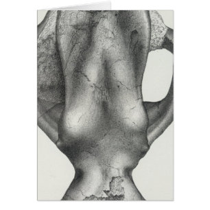LII Coryphodon elephantopus