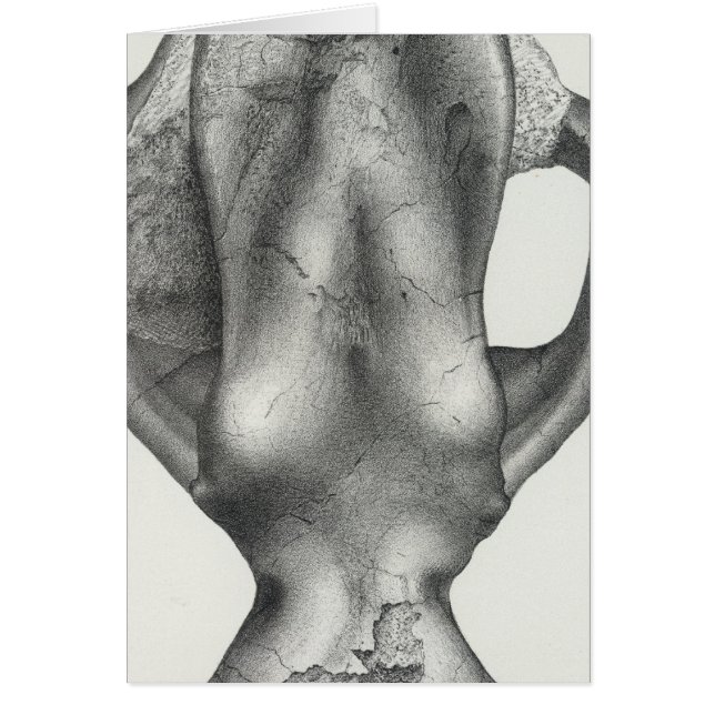 LII Coryphodon elephantopus (Front)