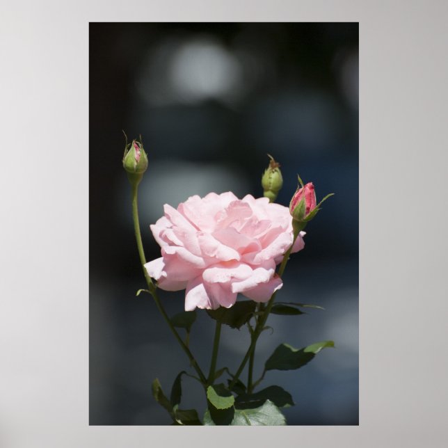 Like a rose poster (Front)