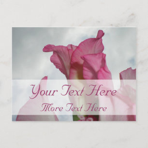 Like Crystal Pink Gladiolus Postcard