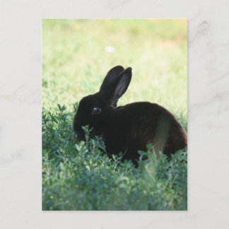 Lil Black Bunny Postcard