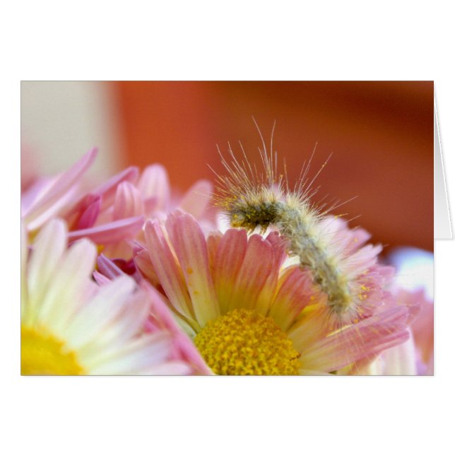 Lil' Caterpillar (Front Horizontal)