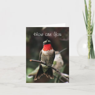 Lil Hummingbird Male greeting or notecard-customiz Card