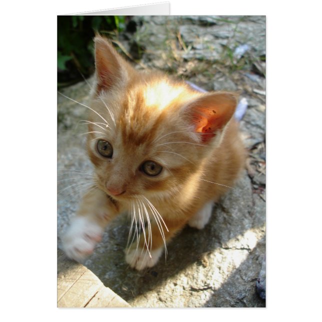 Lil' Red Kitten (Front)