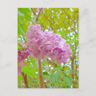 Lilac、紫丁香花（むらさきはしどい） Postcard