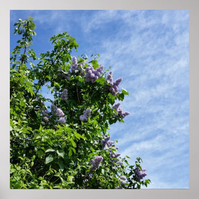 lilac bloom poster (Front)