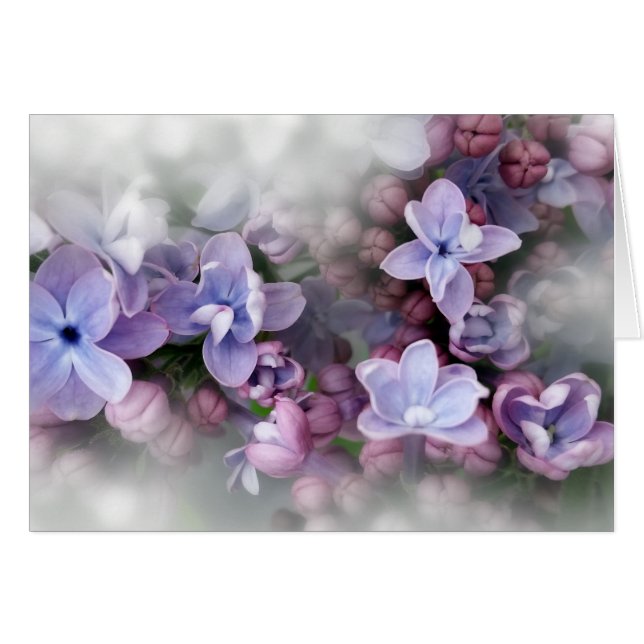 Lilac blooming (Front Horizontal)