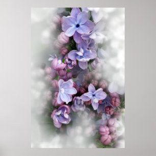 Lilac blooming poster