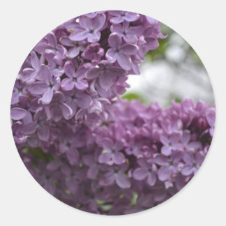 Lilac Blossoms Classic Round Sticker