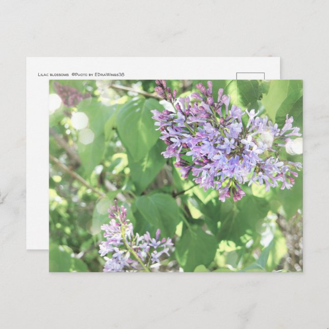 Lilac Blossoms Spring Bloom Nature Photography Postcard (Front/Back)