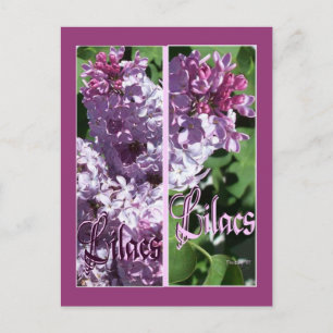 LILAC BOOKMARKS POSTCARD
