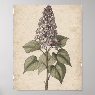 Lilac Branch with Blossoms Botanical Art Poster