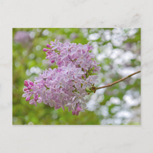 Lilac Branch with Bokeh Postcard