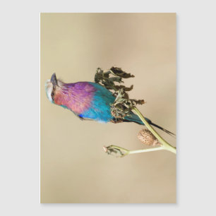 Lilac breasted Roller