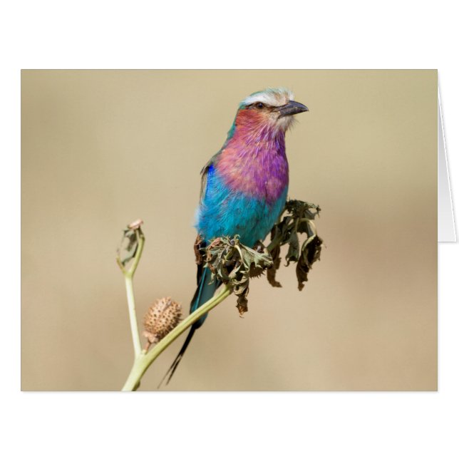 Lilac breasted Roller (Front Horizontal)