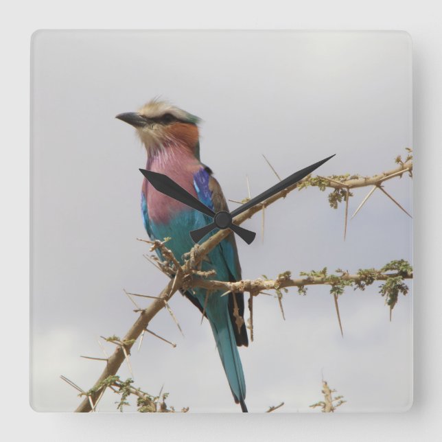 Lilac Breasted Roller Bird Clock (Front)