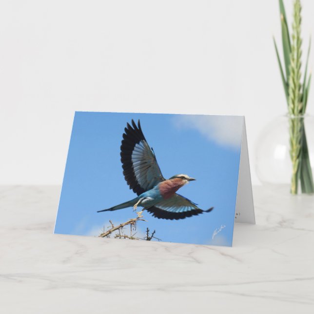 Lilac-breasted Roller/Bird In Flight Holiday Card (Front)