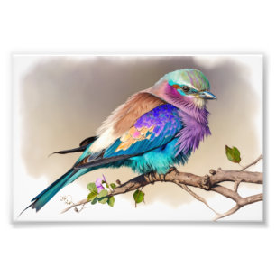 Lilac-Breasted Roller Bird Photo Print