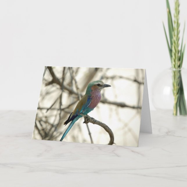 Lilac Breasted Roller Card (Front)