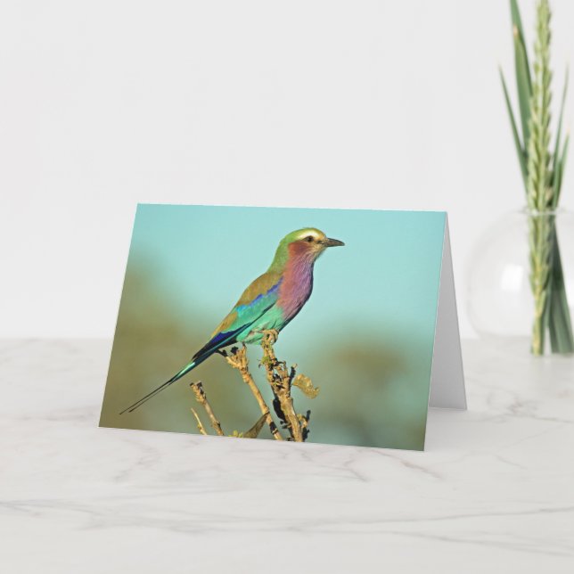 LILAC BREASTED ROLLER CARD (Front)