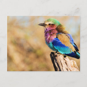 Lilac-Breasted Roller Colourful African Bird Holiday Postcard
