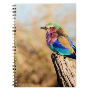 Lilac-Breasted Roller Colourful African Bird Notebook