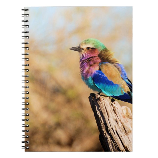 Lilac-Breasted Roller Colourful African Bird Notebook (Front)