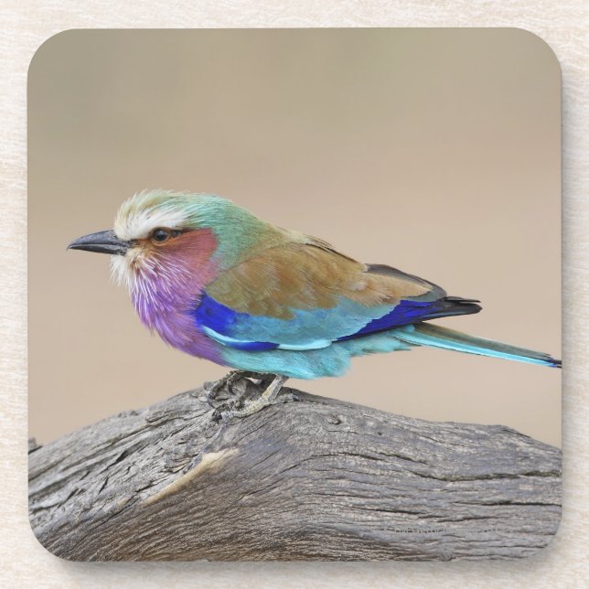 Lilac-breasted roller (Coracias caudata) Coaster (Front)