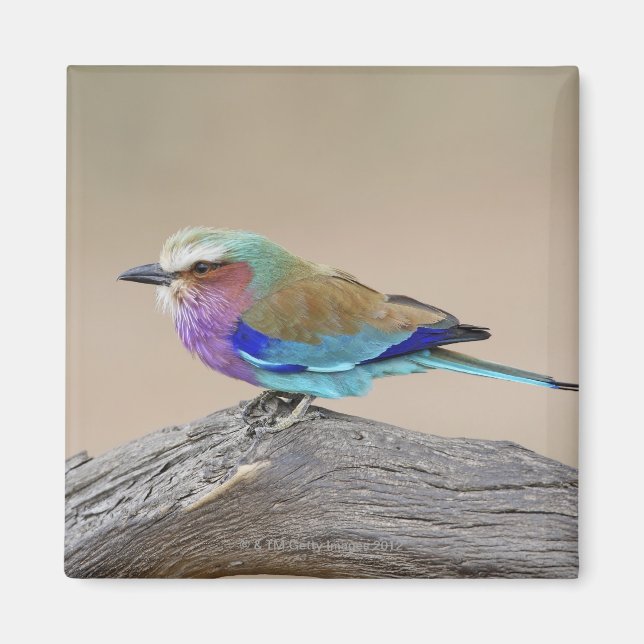 Lilac-breasted roller (Coracias caudata) Magnet (Front)