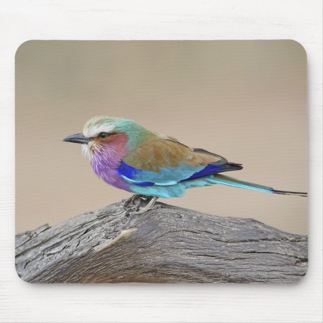 Lilac-breasted roller (Coracias caudata) Mouse Pad (Front)