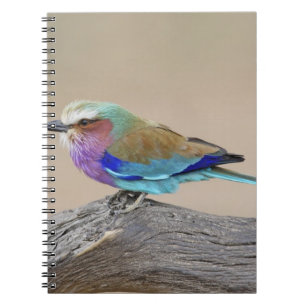 Lilac-breasted roller (Coracias caudata) Notebook