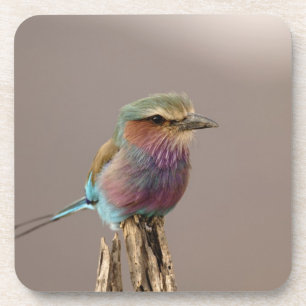 Lilac breasted Roller, Coracias caudata, Samburu Coaster