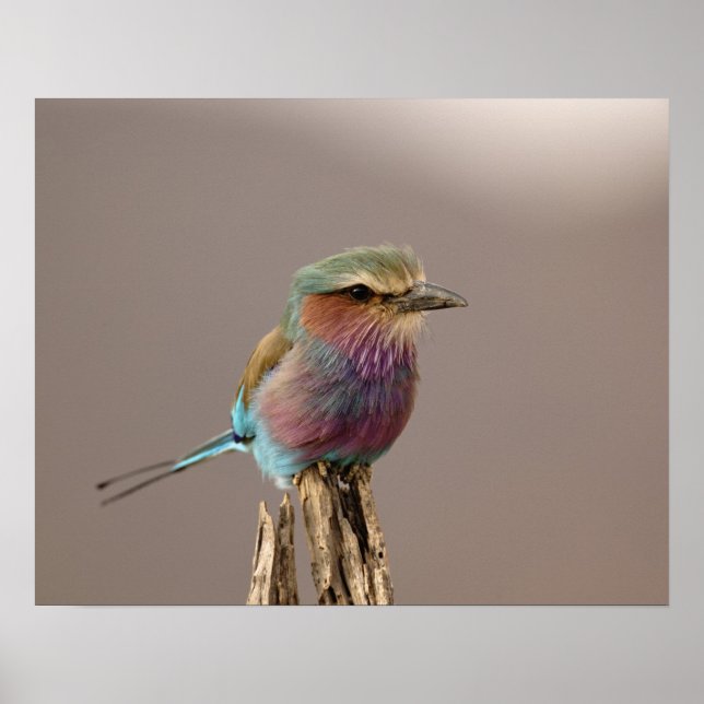 Lilac breasted Roller, Coracias caudata, Samburu Poster (Front)