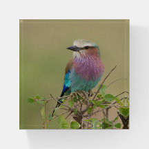 Lilac Breasted Roller Gift Paperweight