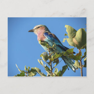 Lilac-breasted roller postcard
