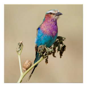 Lilac breasted Roller Poster