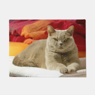 Lilac british shorthair cat doormat
