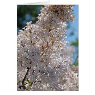 Lilac Bush
