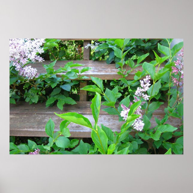 Lilac Bush and Flowers Growing through Wood Steps Poster (Front)