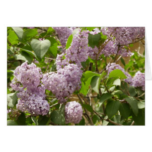 Lilac Bush Beautiful Purple Spring Flowers