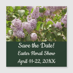 Lilac Bush Beautiful Purple Spring Flowers