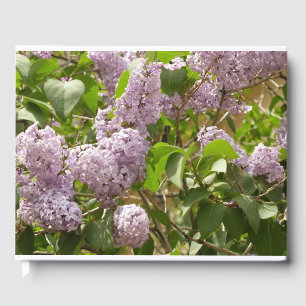 Lilac Bush Beautiful Purple Spring Flowers Guest Book