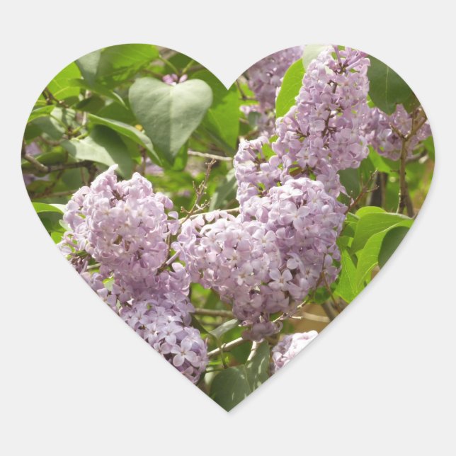Lilac Bush Beautiful Purple Spring Flowers Heart Sticker (Front)