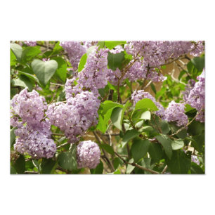 Lilac Bush Beautiful Purple Spring Flowers Photo Print
