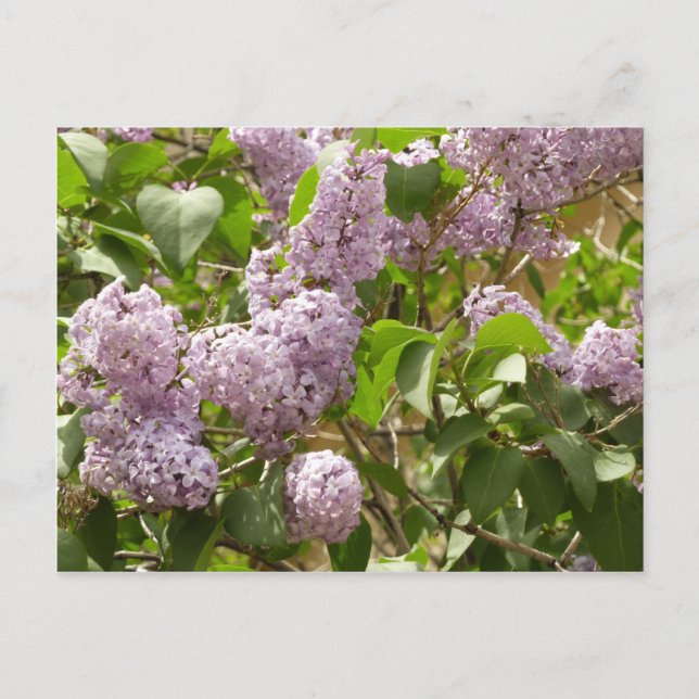 Lilac Bush Beautiful Purple Spring Flowers Postcard (Front)