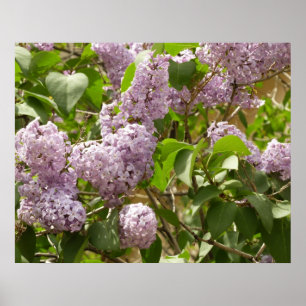 Lilac Bush Beautiful Purple Spring Flowers Poster