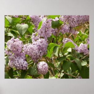 Lilac Bush Beautiful Purple Spring Flowers Poster
