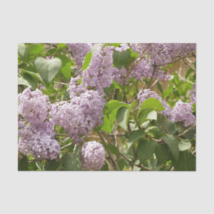 Lilac Bush Beautiful Purple Spring Flowers Tissue Paper