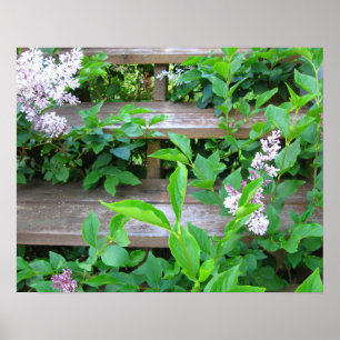 Lilac Bush, Flowers Growing through Old Wood Steps Poster